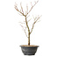 Acer palmatum Arakawa, 41 cm, ± 8 anni