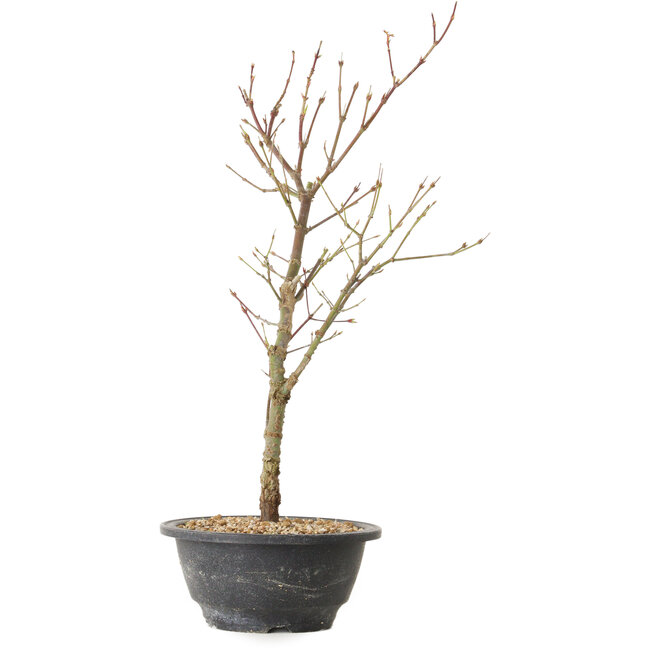 Acer palmatum Arakawa, 41 cm, ± 8 años de edad
