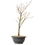 Acer palmatum Arakawa, 41 cm, ± 8 ans