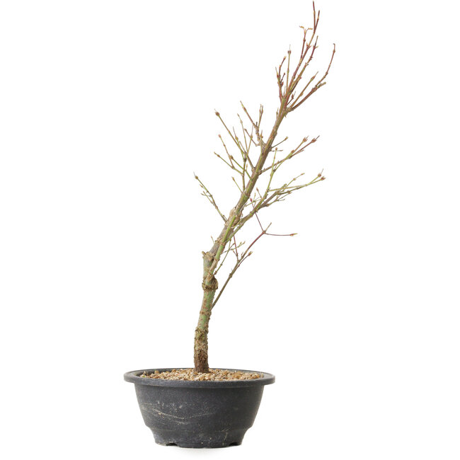Acer palmatum Arakawa, 41 cm, ± 8 jaar oud