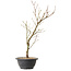 Acer palmatum Arakawa, 41 cm, ± 8 ans
