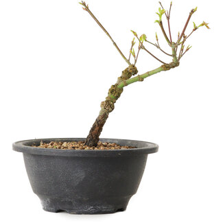 Acer palmatum Arakawa, 23 cm, ± 8 Jahre alt