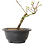 Acer palmatum Arakawa, 23 cm, ± 8 jaar oud
