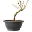 Acer palmatum Arakawa, 23 cm, ± 8 anni