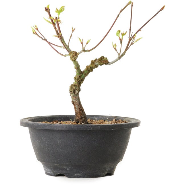 Acer palmatum Arakawa, 23 cm, ± 8 anni