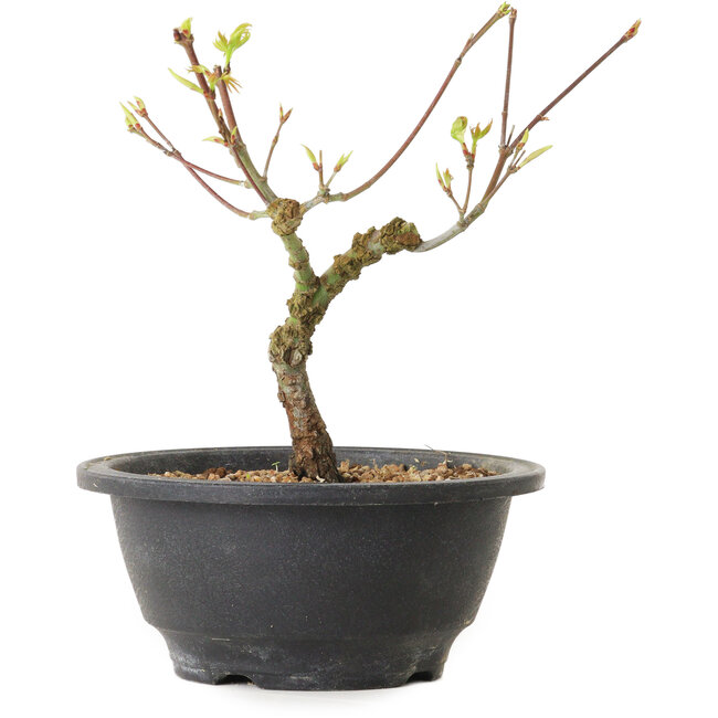 Acer palmatum Arakawa, 23 cm, ± 8 years old