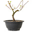 Acer palmatum Arakawa, 23 cm, ± 8 Jahre alt