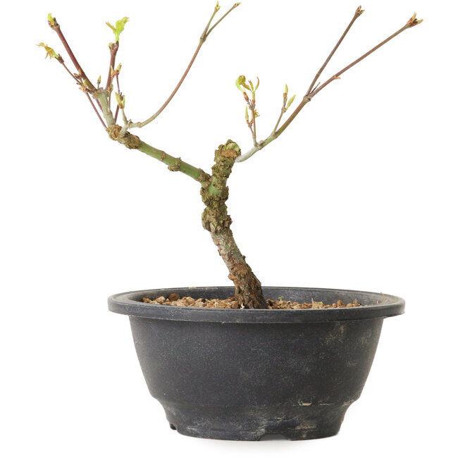 Acer palmatum Arakawa, 23 cm, ± 8 anni