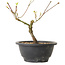 Acer palmatum Arakawa, 23 cm, ± 8 anni