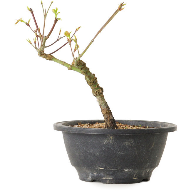 Acer palmatum Arakawa, 23 cm, ± 8 years old