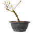 Acer palmatum Arakawa, 23 cm, ± 8 anni