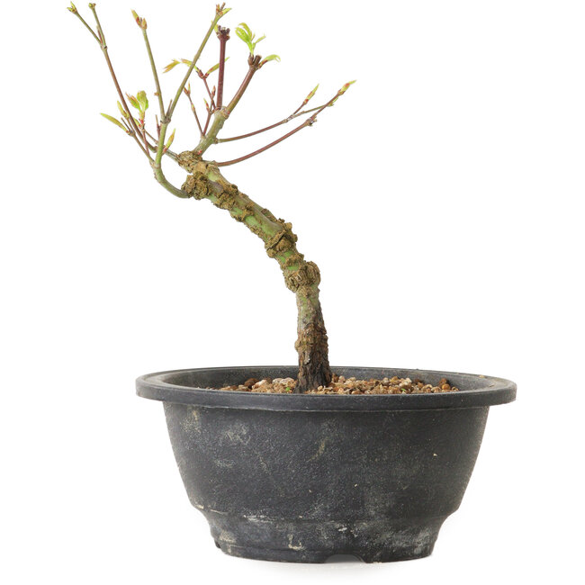 Acer palmatum Arakawa, 23 cm, ± 8 Jahre alt