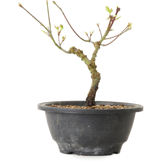 Acer palmatum Arakawa, 23 cm, ± 8 years old