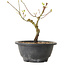 Acer palmatum Arakawa, 23 cm, ± 8 ans