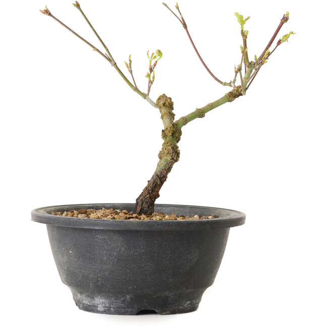 Acer palmatum Arakawa, 23 cm, ± 8 Jahre alt