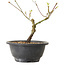 Acer palmatum Arakawa, 23 cm, ± 8 jaar oud