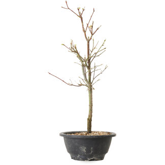 Acer palmatum Arakawa, 39 cm, ± 8 years old
