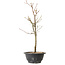 Acer palmatum Arakawa, 39 cm, ± 8 years old