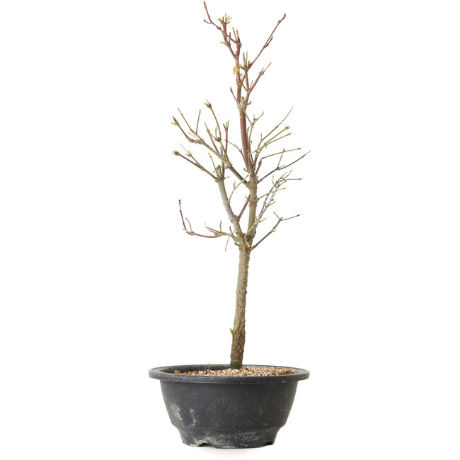 Acer palmatum Arakawa, 39 cm, ± 8 Jahre alt