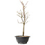 Acer palmatum Arakawa, 39 cm, ± 8 anni