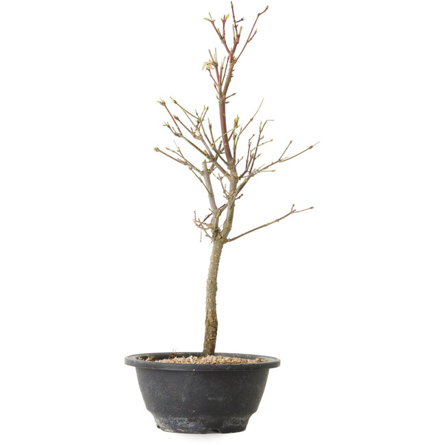 Acer palmatum Arakawa, 39 cm, ± 8 years old