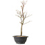 Acer palmatum Arakawa, 39 cm, ± 8 anni