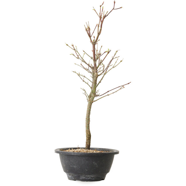 Acer palmatum Arakawa, 39 cm, ± 8 jaar oud