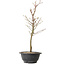Acer palmatum Arakawa, 39 cm, ± 8 years old