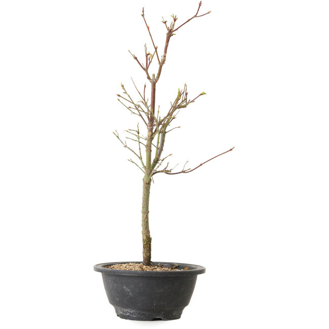 Acer palmatum Arakawa, 39 cm, ± 8 years old