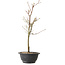 Acer palmatum Arakawa, 39 cm, ± 8 years old