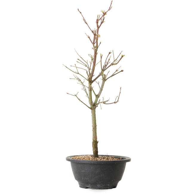 Acer palmatum Arakawa, 39 cm, ± 8 años de edad