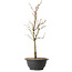 Acer palmatum Arakawa, 39 cm, ± 8 ans