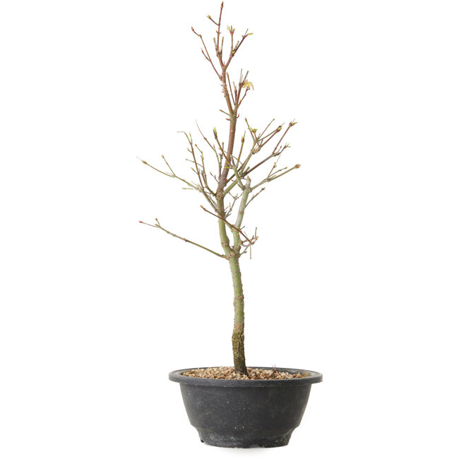 Acer palmatum Arakawa, 39 cm, ± 8 years old