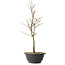 Acer palmatum Arakawa, 39 cm, ± 8 years old