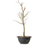 Acer palmatum Arakawa, 39 cm, ± 8 years old