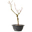 Acer palmatum Arakawa, 32 cm, ± 8 years old