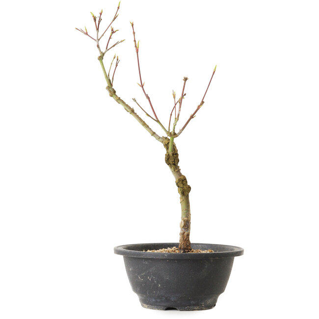 Acer palmatum Arakawa, 32 cm, ± 8 Jahre alt