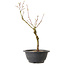 Acer palmatum Arakawa, 32 cm, ± 8 años de edad
