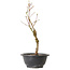 Acer palmatum Arakawa, 32 cm, ± 8 anni