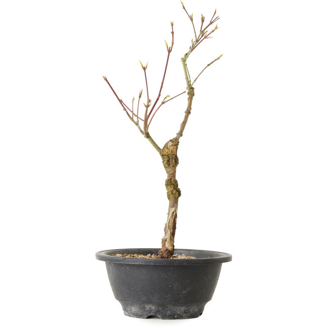 Acer palmatum Arakawa, 32 cm, ± 8 Jahre alt