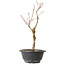 Acer palmatum Arakawa, 32 cm, ± 8 Jahre alt