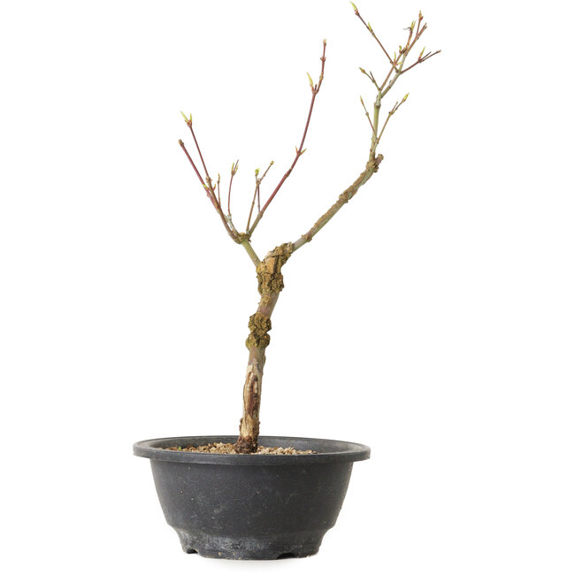 Acer palmatum Arakawa, 32 cm, ± 8 Jahre alt