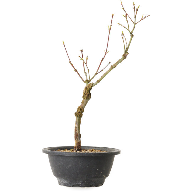 Acer palmatum Arakawa, 32 cm, ± 8 years old