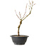 Acer palmatum Arakawa, 32 cm, ± 8 ans