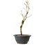 Acer palmatum Arakawa, 32 cm, ± 8 Jahre alt
