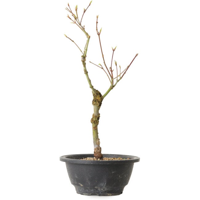 Acer palmatum Arakawa, 32 cm, ± 8 years old