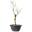 Acer palmatum Arakawa, 32 cm, ± 8 jaar oud