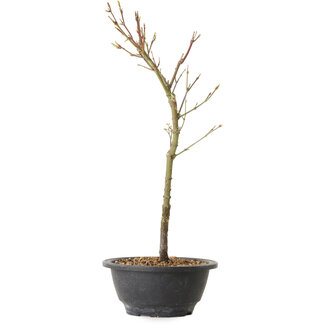 Acer palmatum Arakawa, 37 cm, ± 8 jaar oud