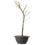 Acer palmatum Arakawa, 37 cm, ± 8 años de edad
