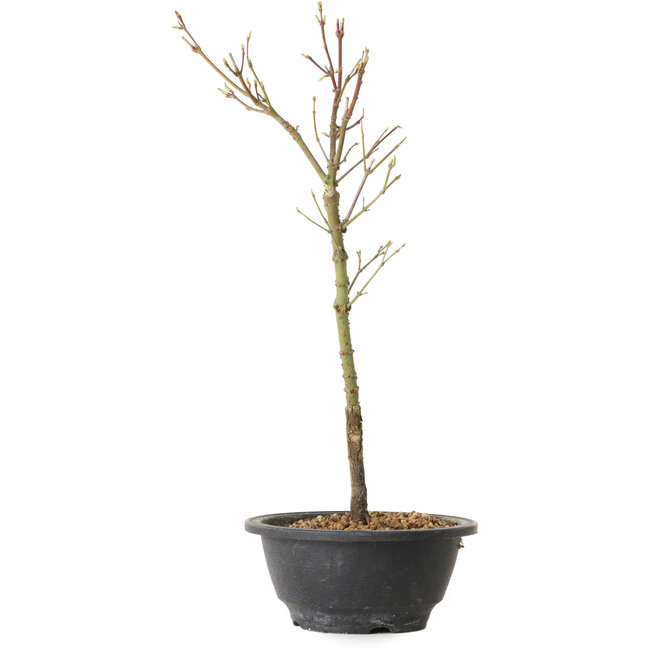 Acer palmatum Arakawa, 37 cm, ± 8 Jahre alt